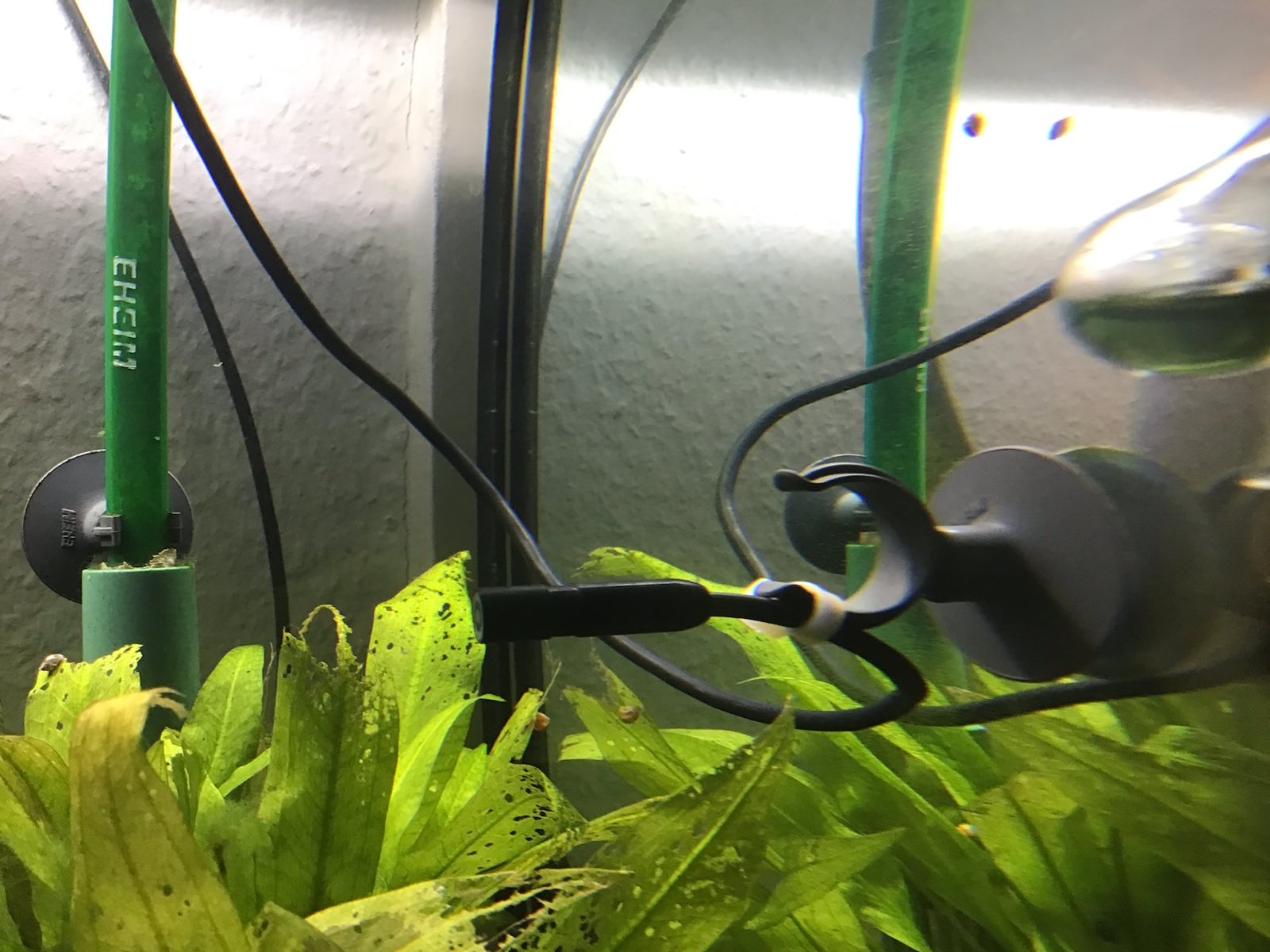 The endoscope mounted to a suction cup